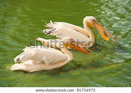 Two pink pelicans wading in a pond. One of them swallowing a fish