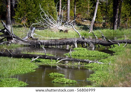 A marshy pool of water with fallen logs and green plant life surrounding it and trees in the background.