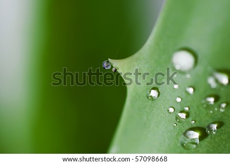 earth and moon, reflected in the drops. Macro of a leaf of aloe vera