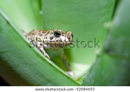 Aloe Leaf