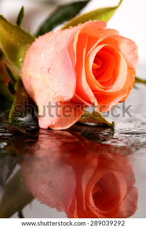 Rose water reflection
