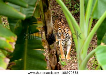 bengal forest