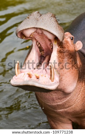 Hippo Hippopotamus open it mouth