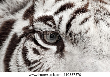 close up of white bengal tiger eye