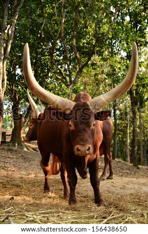 male watusi bulls in nature