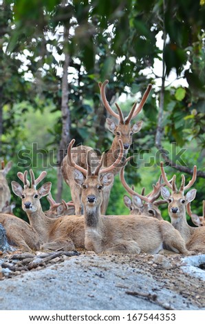 group of eld\'s deer resting in the forest