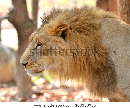 close up of male lion head in nature