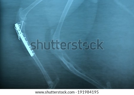 x ray picture of wild animal skeleton