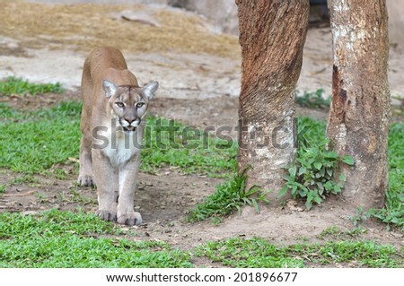 puma or cougar or mountain lion in captive environment