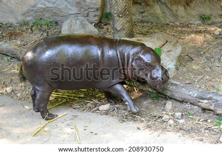 pygmy hippo in captive environment