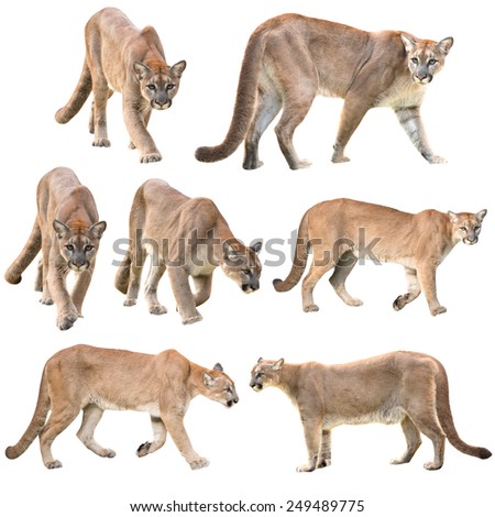 puma or cougar isolated on white background collection