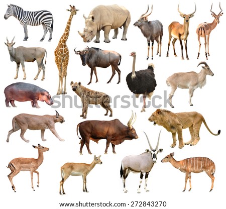 collection of africa animals isolated on white background
