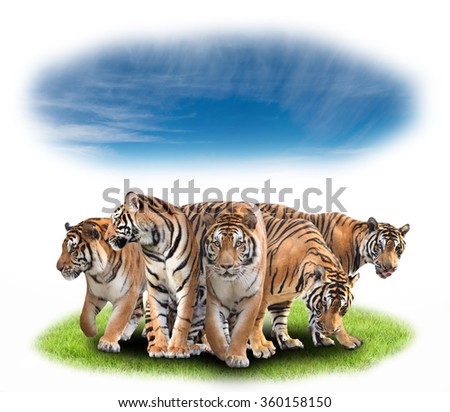 group of bengal tiger with green grass and blue sky