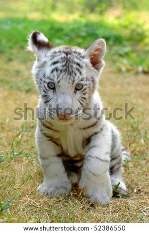 Pictures Baby Tigers on Forum Ladypopular Com     View Topic   I Want To See