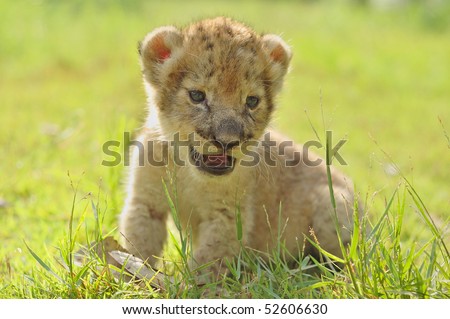baby lion,chiang mai night safari