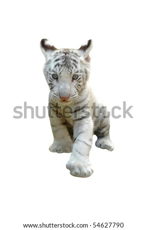 Baby+white+tigers+playing