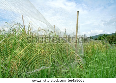 rice field  research