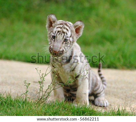 Baby+white+tiger+background