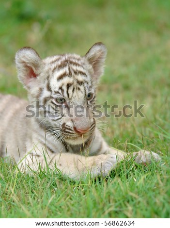Baby+white+tiger+pictures
