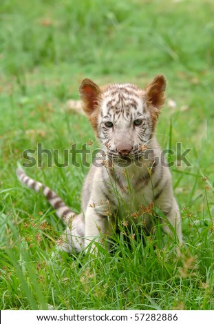 Baby+white+tigers+playing