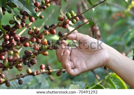 harvest coffee