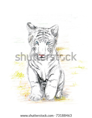 Baby+white+tiger+pictures