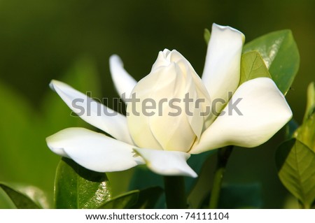 Gardenia  jasminoides flower close up