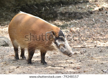 red river hog, african wild life