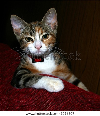 Kitten sitting in a James Bond pose