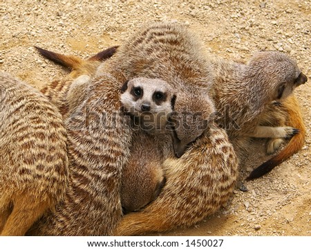 DagCafé - Pagina 29 Stock-photo-meerkat-group-hug-1450027