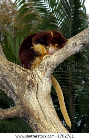 Sleeping Tree Kangaroo