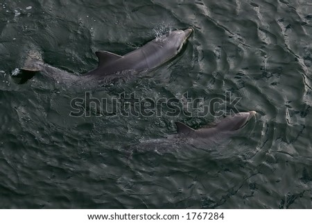 Mother and young Dolphin