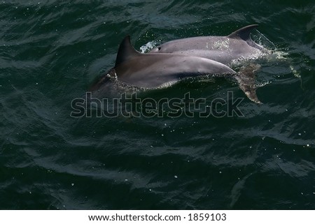 Two Dolphin Diving