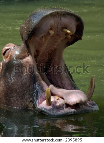Hippo with mouth open.
