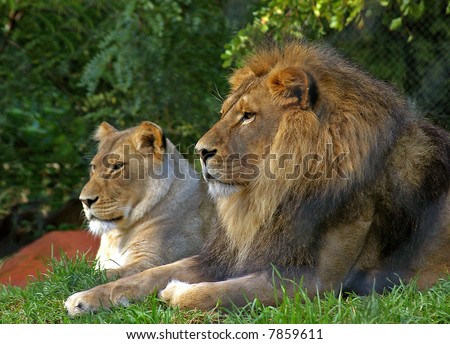 lions and lionesses. stock photo : Lion and Lioness