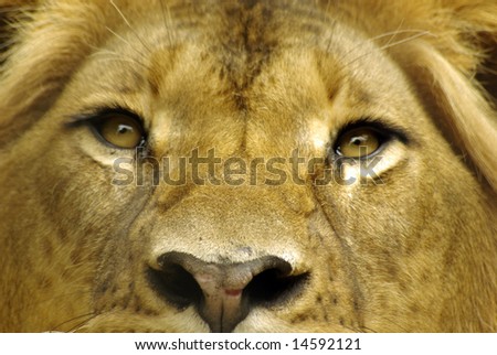 Lions eyes