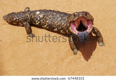 A shot of a Shingleback Lizard with it\'s mouth open showing it\'s Blue Tongue.