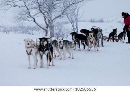 Husky dogs ready to go sledding, blue eyes