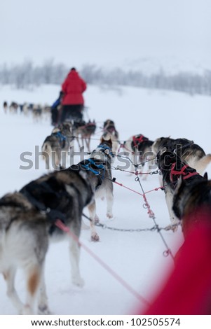 Husky Dogsleds racing in snow