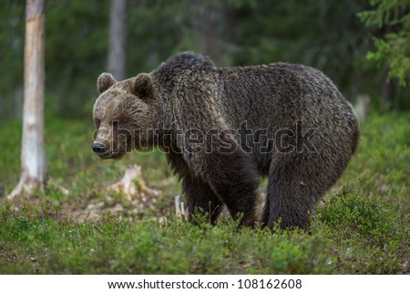Brown bear in Finnish Tiaga forests