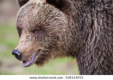 Brown bear in forest close up