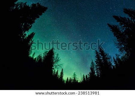 Northern lights (Aurora Borealis) above a forest