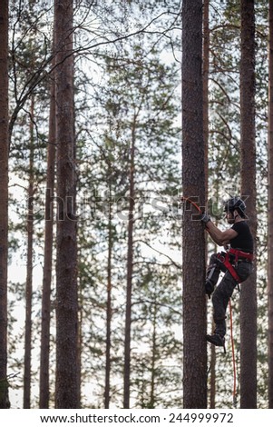 Tree climber up a tree in Finland forest