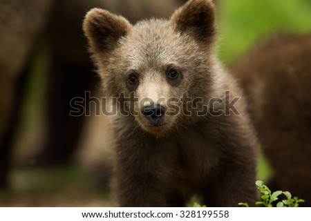 Wild Brown bear cub close-up