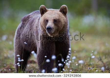 Wild Brown bear