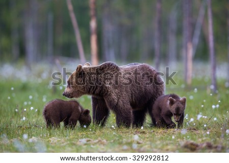 Wild Brown bear family in grasslands during spring