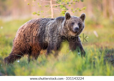 Large brown bear in autumn colour grasslands