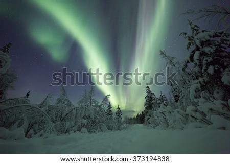 Northern lights (aurora borealis) over a winter forest in Lapland
