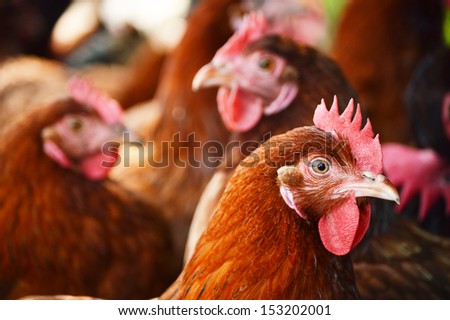 Chickens On Traditional Free Range Poultry Farm