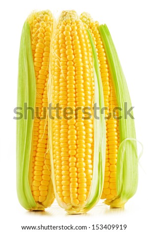 Ears of corn isolated on a white background